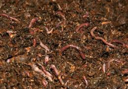 Breeding California Worms